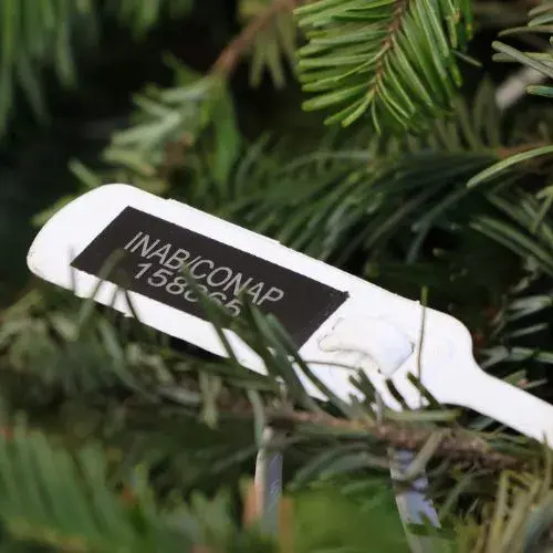 Una Feria del Pinabete 2025 en Quetzaltenango