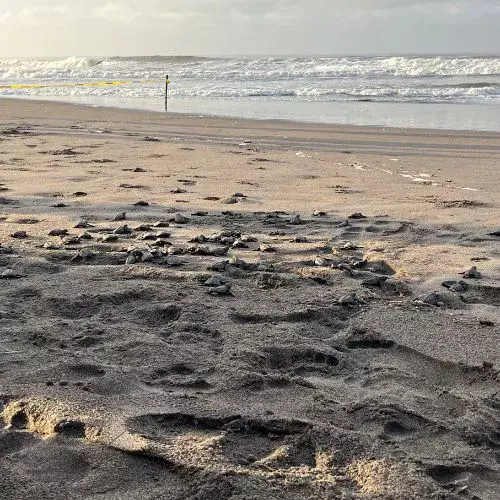 Una Liberación de tortugas 2025 en Centro de Conservación Marina