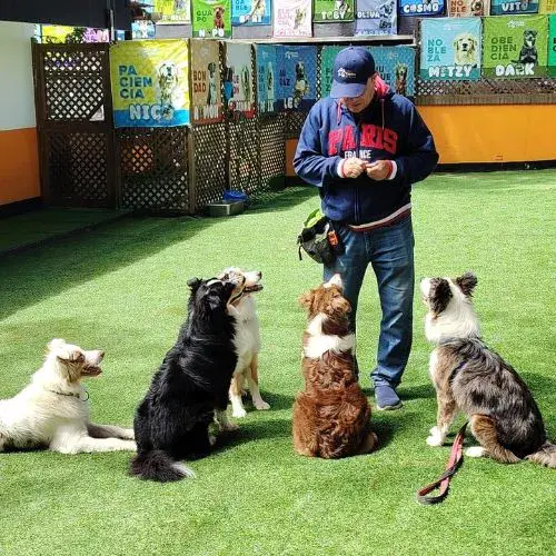 academias para perritos en Guatemala