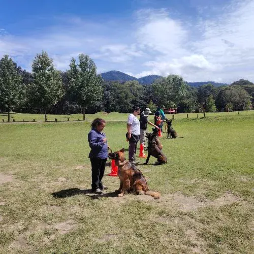 dónde entrenar perros en Guatemala