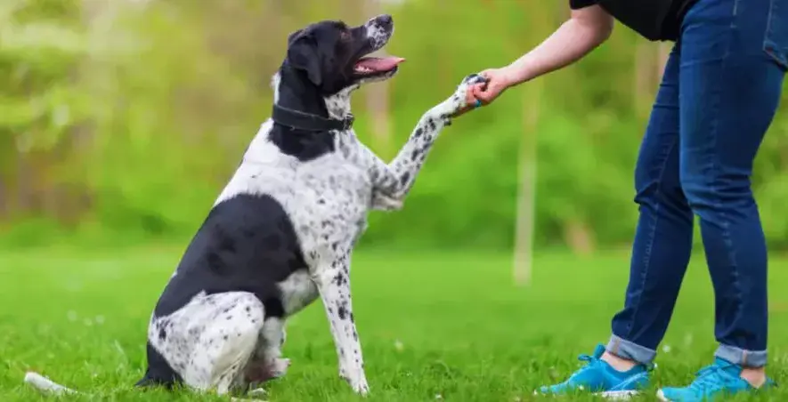 dónde puedo entrenar a mi mascota en Guatemala