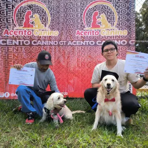 donde puedo entrenar a mi perrito en ciudad de Guatemala