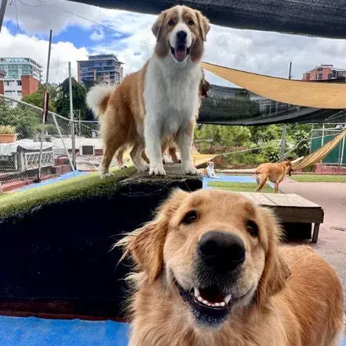 lugares para entrenar a peluditos en Gt