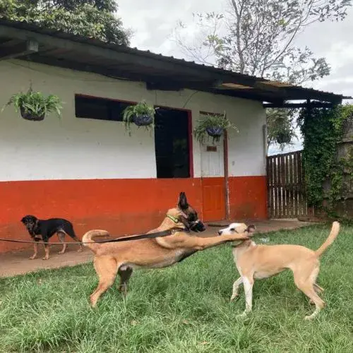 lugares para entrenar a perritos en Guatemala