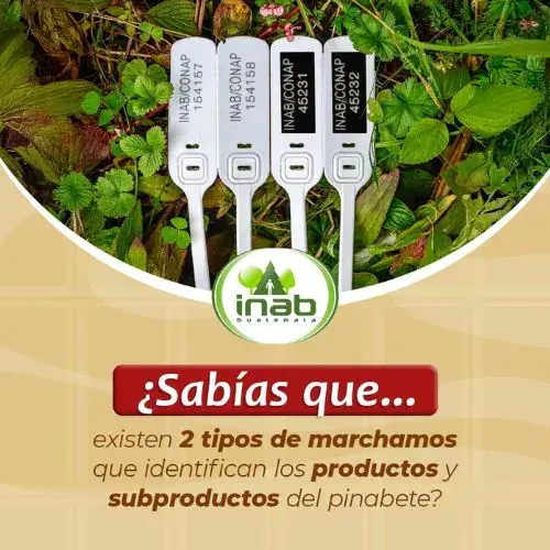 Consejos y recomendaciones para comprar pinabetes en Guatemala