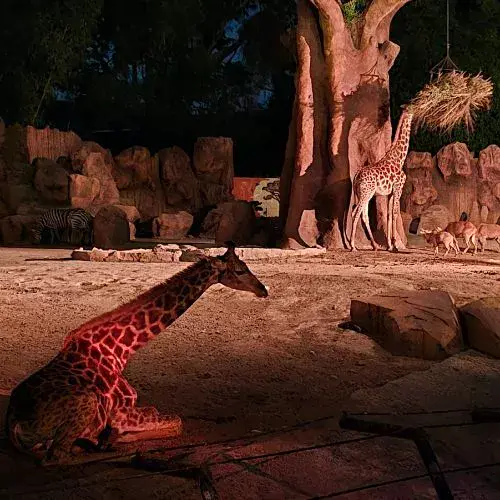 Las Noches de Luna en Zoológico La Aurora 2026