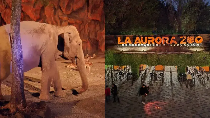 Noches de Luna en Zool&oacute;gico La Aurora 2026