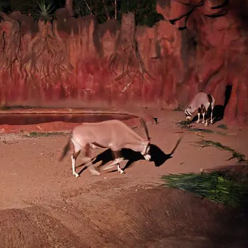 Nuevas Noches de Luna en Zoológico La Aurora 2026