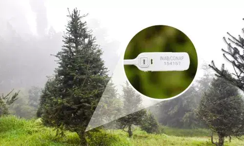 Recomendaciones compra de pinabetes en Guatemala