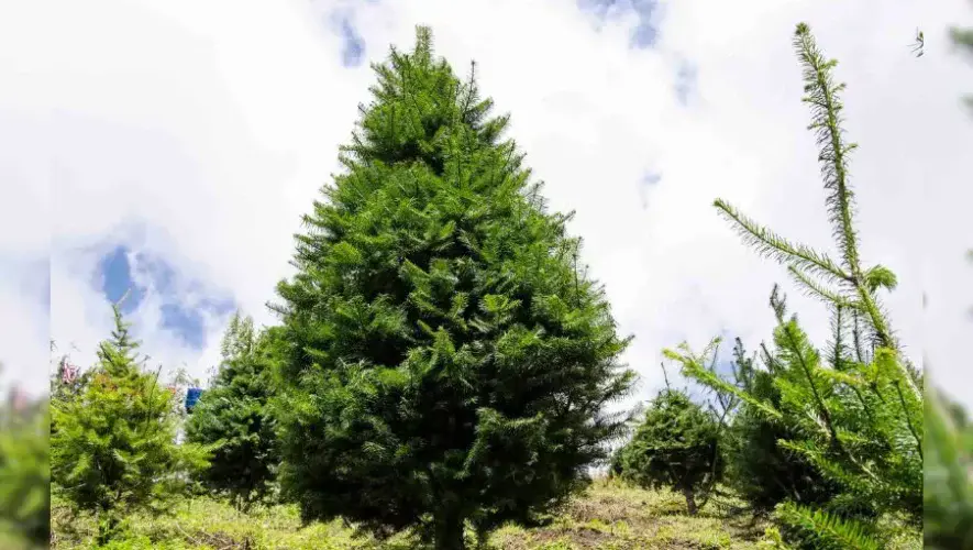 Recomendaciones para comprar pinabetes en Guatemala