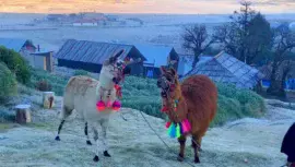 ovejas y llamas de la sierra