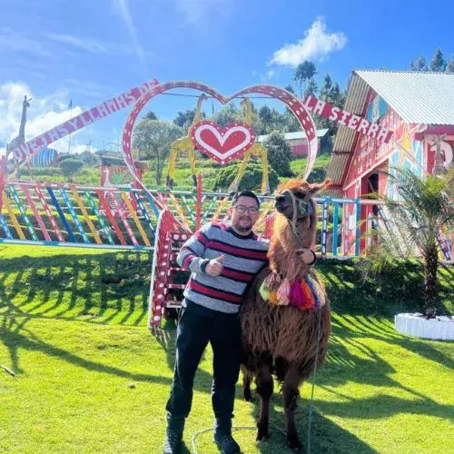 ovejas y llamas