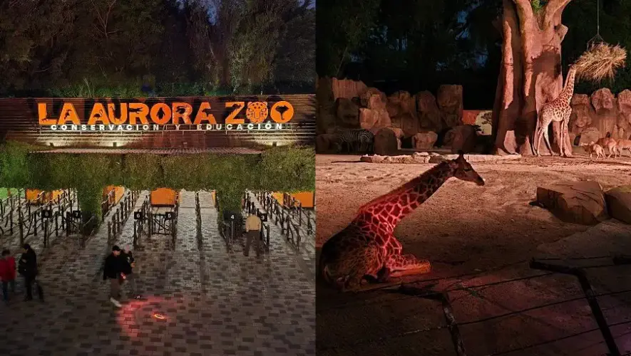 Noche de Campamento 2026 en Zool&oacute;gico La Aurora