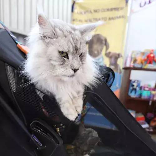 Un Festival para Mascotas 2026