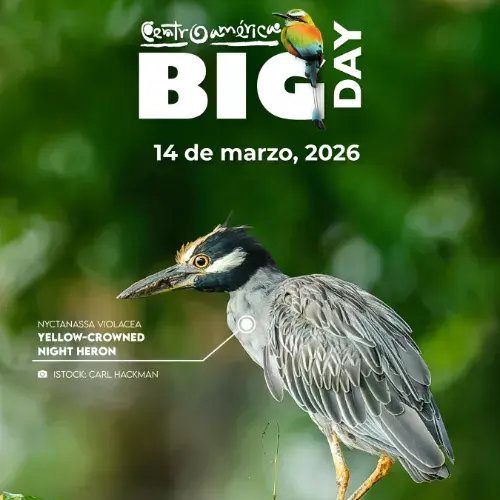 Centroamérica Big Day 2026