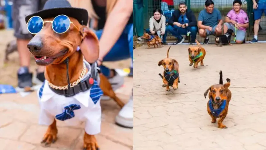 Convenci&oacute;n de Perros Salchicha 2026 en Guatemala