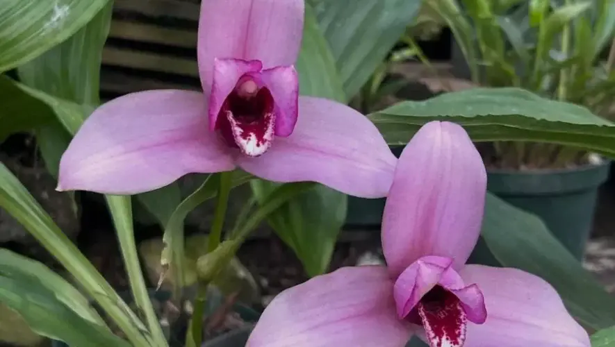 Exposici&oacute;n Nacional de Orqu&iacute;deas 2026 en la Ciudad de Guatemala