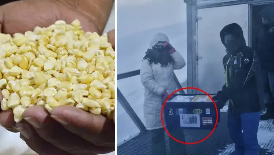 Guatemala en el Banco Mundial de Semillas de Svalbard, Noruega