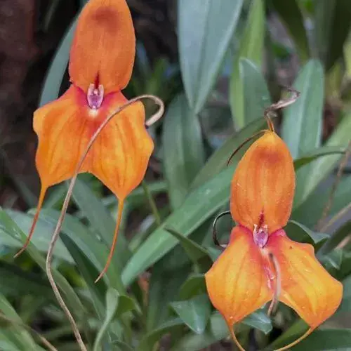 La Exposición Nacional de Orquídeas 2026