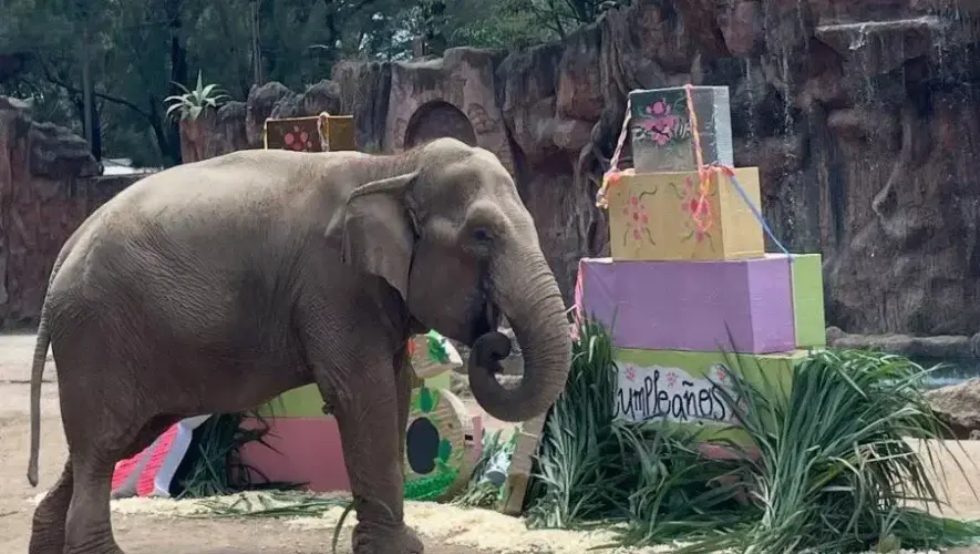 Celebraci&oacute;n en Zool&oacute;gico La Aurora porque Trompita cumplir&aacute; 65 a&ntilde;os