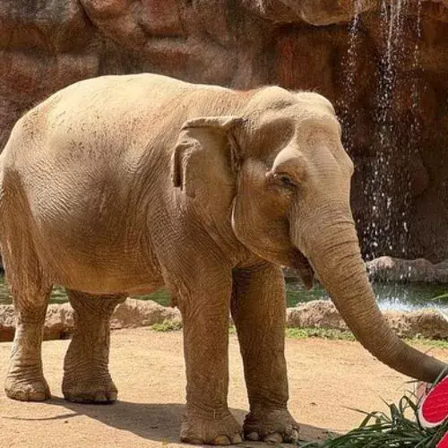 Trompita cumplirá 65 años Zoo