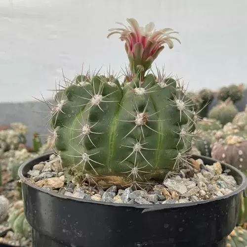Un Congreso de Cactus y Suculentas