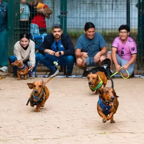Una Convención de Perros Salchicha 2026