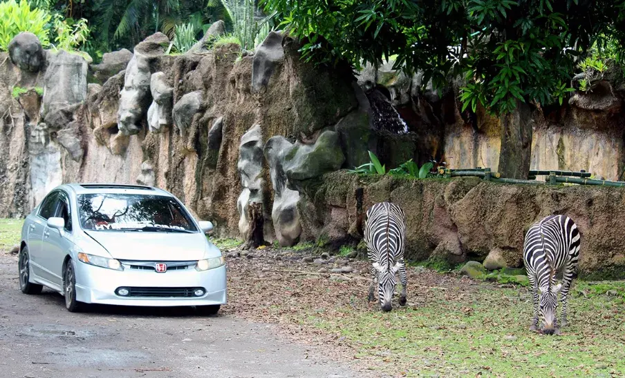 Auto Safari Chapín: un recorrido entre animales y naturaleza en Escuintla