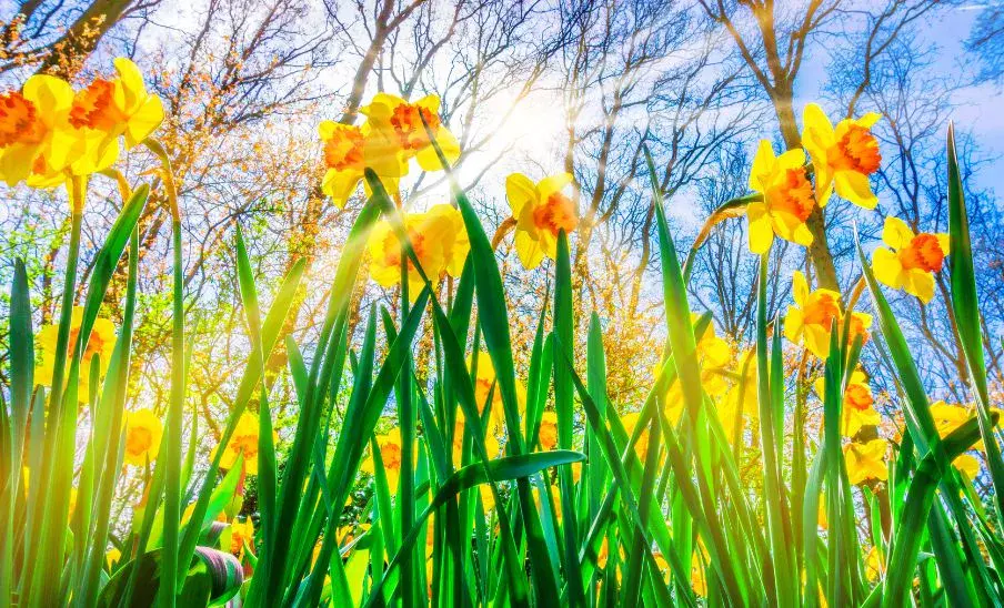 Marzo trae el equinoccio de primavera 2026: ¿cuándo ocurrirá en Guatemala?