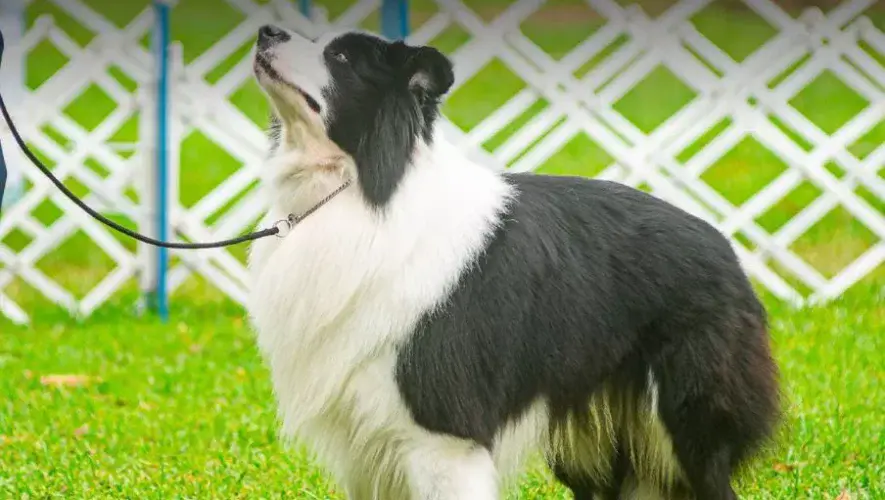 Expocan en Guatemala 2026