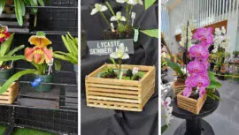 Exposición Nacional de Orquídeas en Ciudad Guatemala