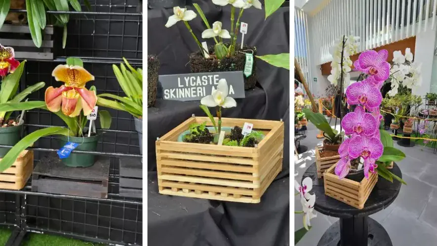 Exposición Nacional de Orquídeas en Ciudad Guatemala