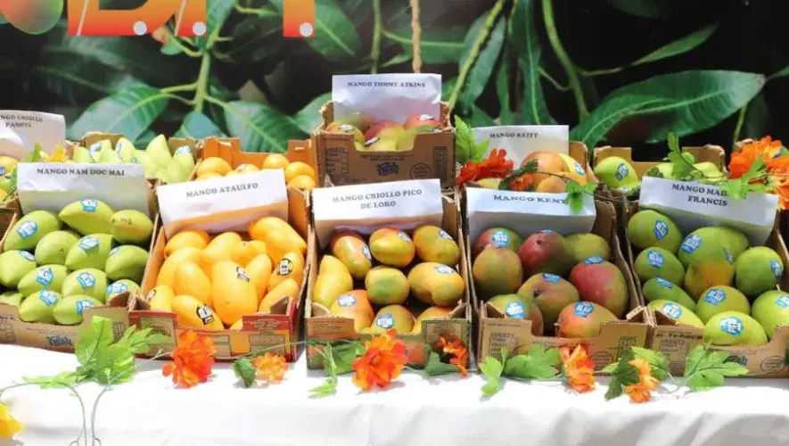 Festival de Mango 2026 en Ciudad de Guatemala