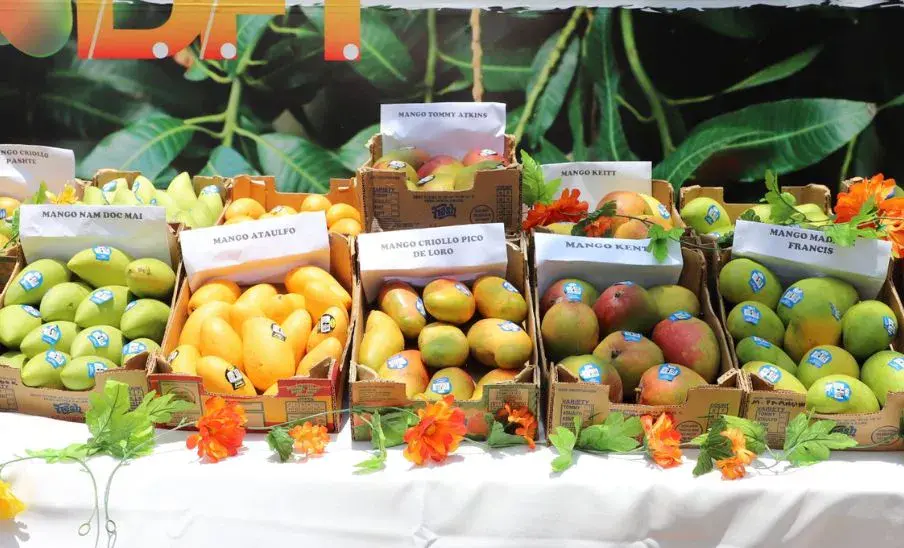Festival de Mango 2026 Guatemala