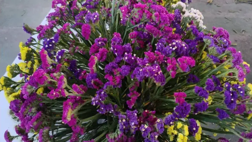 Festival de la Estaticia 2026 en San Pedro Las Huertas