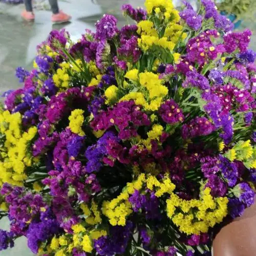 Festival de la Estaticia 2026 Guatemala