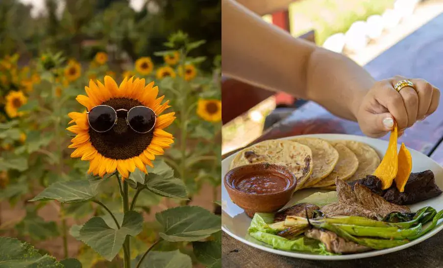 Girasoles de Antigua, el restaurante en una finca de girasoles gigantes