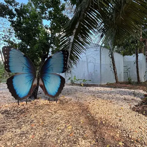 Selva Alada en Petén