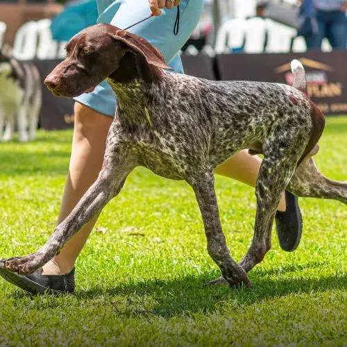 Un Expocan en Guatemala 2026