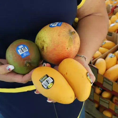 Un Festival de Mango 2026