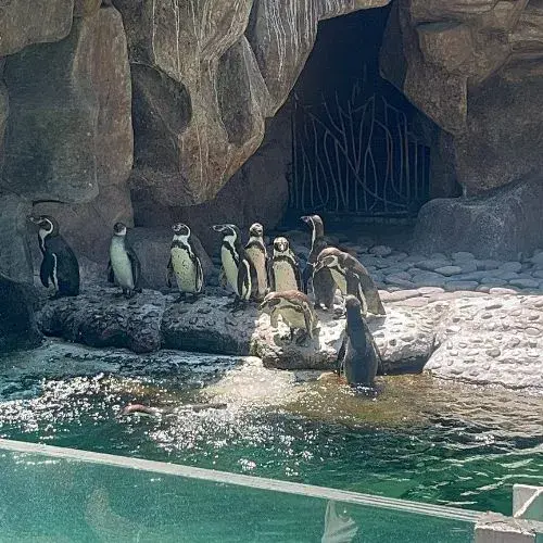 Anunciaron nacimiento de crías de pingüinos Humboldt en el Zoológico La Aurora