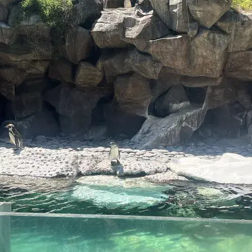 Nacieron crías de pingüino Humboldt en el Zoológico La Aurora