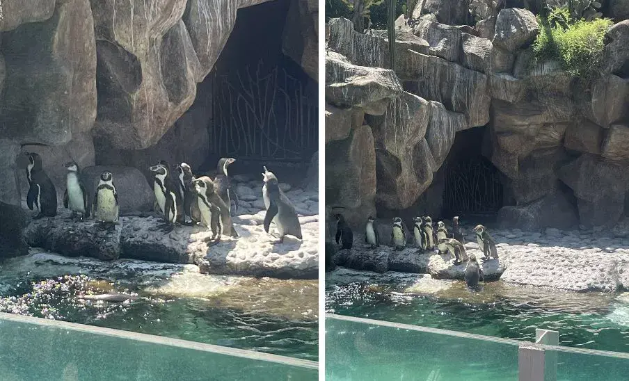 Ya puedes visitar a dos pingüinos bebés en el Zoológico La Aurora