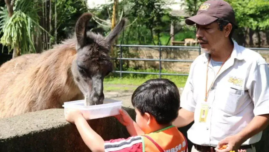 Curzoo de Vacaciones 2026 del Zoológico La Aurora 2026