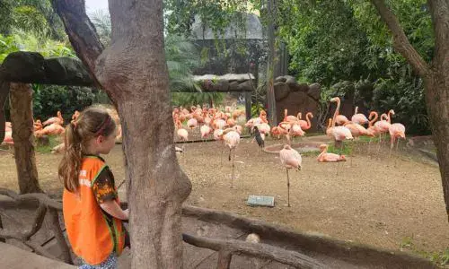 Curzoo de Vacaciones 2026 del Zoológico La Aurora en el 2026