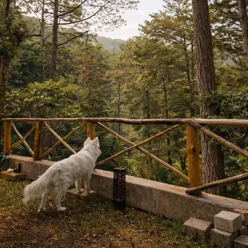 Encanto del Bosque