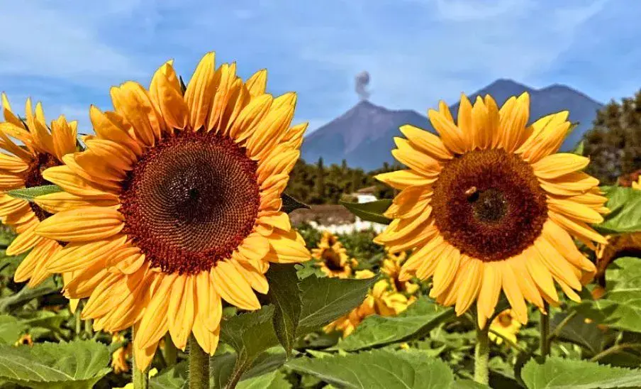 Girasoles de Antigua Guatemala