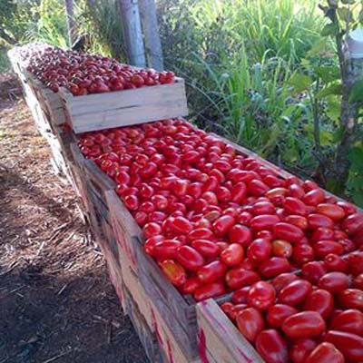 Cosecha Tomate Palencia Guatemala 
