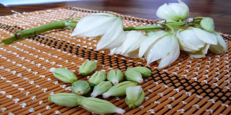 flor-de-izote-Zacapa-Guatemala