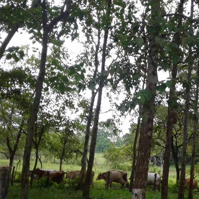 Guanagazapa-Escuintla-Ganado